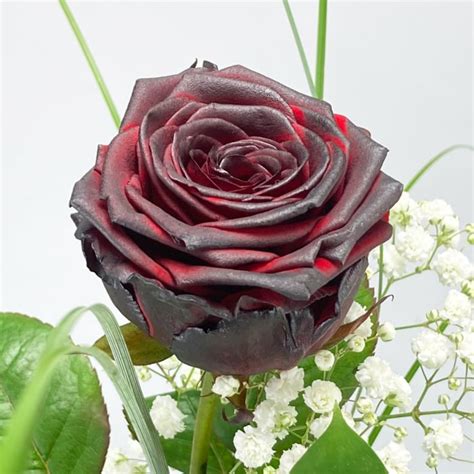 schwarze rosen kaufen gärtnerei.